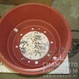 Барабан тзад. 4234 ,320412-03 8 шп.(О) (61391) Барабан тзад. 4234 ,320412-03 8 шп.(О) (61391)